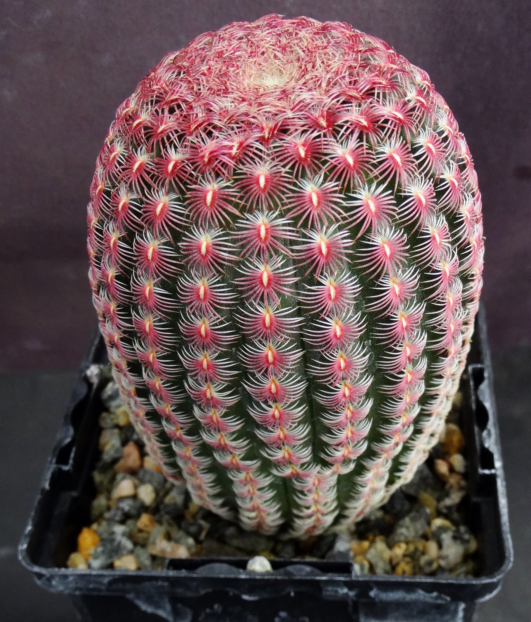 echinocereus pectinatus var. rubispinus Echinocereus rigidissimus v. rubispinus – Kyle's Plants