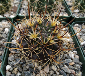 Eriosyce engleri