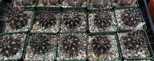 Load image into Gallery viewer, Eriosyce taltalensis *Black spiny cactus!*
