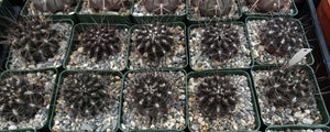 Eriosyce taltalensis *Black spiny cactus!*