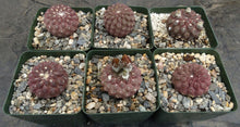 Load image into Gallery viewer, Eriosyce napina f. glabrescens
