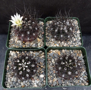 Eriosyce taltalensis *Black spiny cactus!*