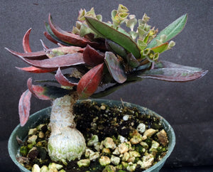 Euphorbia francoisii Thai Hybrid Crassicaule (A)