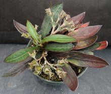 Load image into Gallery viewer, Euphorbia francoisii Thai Hybrid Crassicaule (A)
