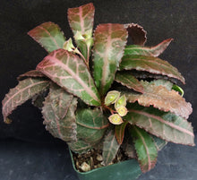 Load image into Gallery viewer, Euphorbia francoisii Thai Hybrid Crassicaule (B)
