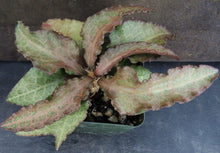 Load image into Gallery viewer, Euphorbia francoisii Thai Hybrid Crassicaule (B)
