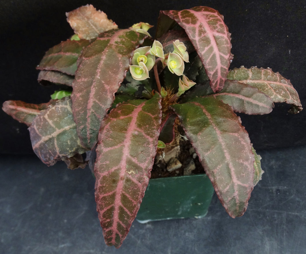 Euphorbia francoisii Thai Hybrid Crassicaule (B)