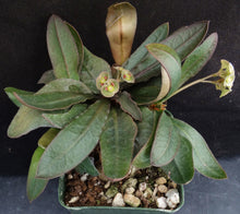 Load image into Gallery viewer, Euphorbia francoisii Thai Hybrid Crassicaule (C)
