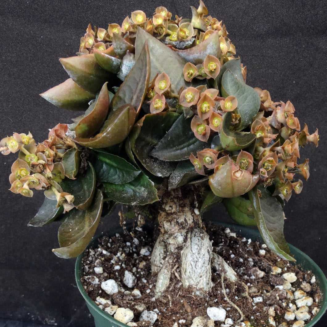 Euphorbia francoisii Thai Hybrid Crassicaule (C) *Big Plant*