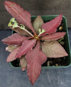 Euphorbia francoisii Thai Hybrid Crassicaule (C)