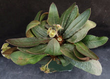 Load image into Gallery viewer, Euphorbia francoisii Thai Hybrid Crassicaule (C)
