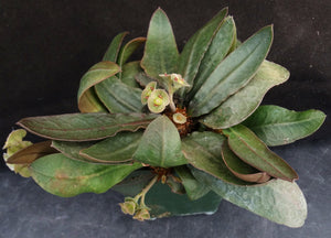 Euphorbia francoisii Thai Hybrid Crassicaule (C)