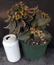 Load image into Gallery viewer, Euphorbia francoisii Thai Hybrid Crassicaule (C) *Big Plant*
