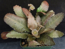 Load image into Gallery viewer, Euphorbia francoisii Thai Hybrid Crassicaule (D)
