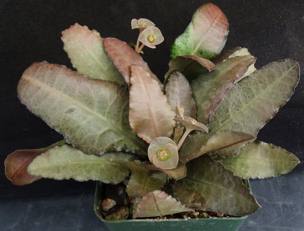 Euphorbia francoisii Thai Hybrid Crassicaule (D)