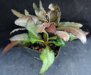 Euphorbia francoisii Thai Hybrid Crassicaule (D)
