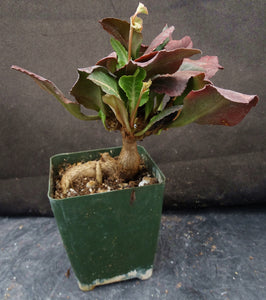 Euphorbia francoisii Thai Hybrid Crassicaule (D)