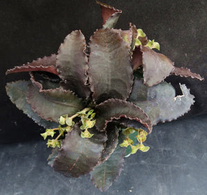 Euphorbia francoisii Thai Hybrid Crassicaule *Black Leaf* (E)