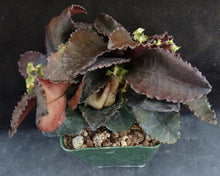 Load image into Gallery viewer, Euphorbia francoisii Thai Hybrid Crassicaule *Black Leaf* (E)
