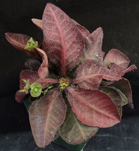 Load image into Gallery viewer, Euphorbia francoisii Thai Hybrid Crassicaule (F)
