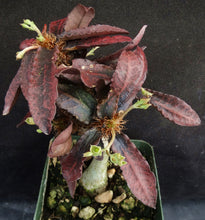 Load image into Gallery viewer, Euphorbia francoisii Thai Hybrid Crassicaule (G)
