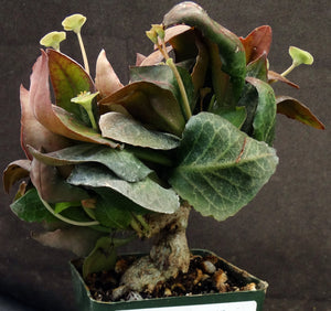 Euphorbia francoisii Thai Hybrid Crassicaule (G)