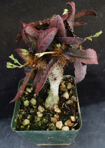 Euphorbia francoisii Thai Hybrid Crassicaule (G)