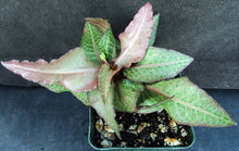 Load image into Gallery viewer, Euphorbia francoisii Thai Hybrid Crassicaule (H)
