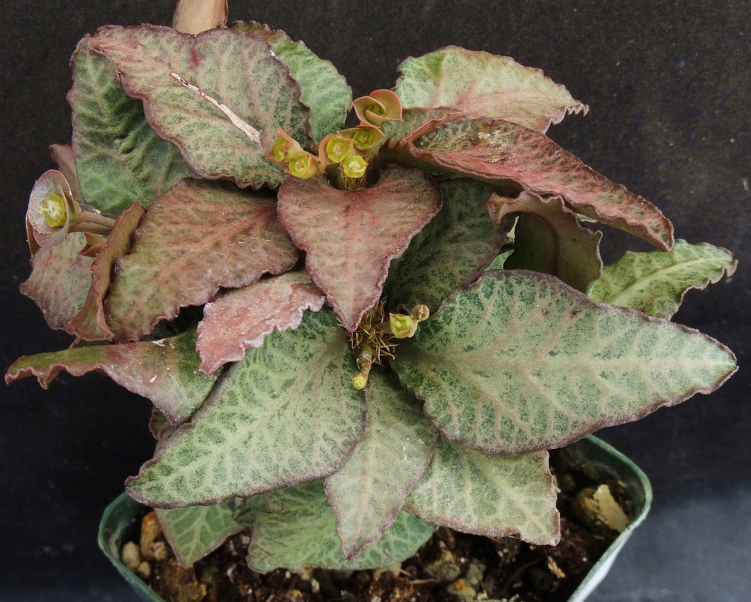 Euphorbia francoisii Thai Hybrid Crassicaule (H)