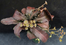 Load image into Gallery viewer, Euphorbia francoisii Thai Hybrid Crassicaule (I)
