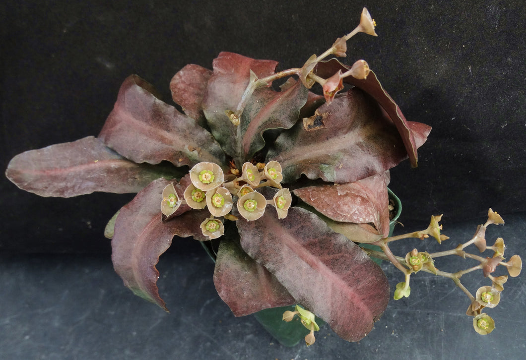 Euphorbia francoisii Thai Hybrid Crassicaule (I)