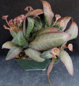 Euphorbia francoisii Thai Hybrid Crassicaule (J)