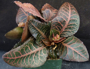 Euphorbia francoisii Thai Hybrid Crassicaule (K)