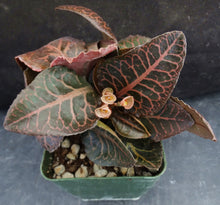 Load image into Gallery viewer, Euphorbia francoisii Thai Hybrid Crassicaule (K)
