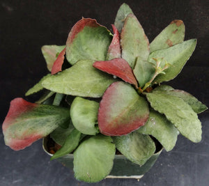 Euphorbia francoisii Thai Hybrid Crassicaule (L)