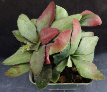 Load image into Gallery viewer, Euphorbia francoisii Thai Hybrid Crassicaule (L)
