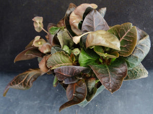 Euphorbia francoisii Thai Hybrid Crassicaule (M)