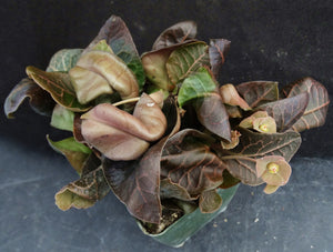 Euphorbia francoisii Thai Hybrid Crassicaule (M)