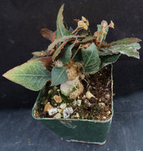 Load image into Gallery viewer, Euphorbia francoisii Thai Hybrid Crassicaule (N)

