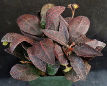 Load image into Gallery viewer, Euphorbia francoisii Thai Hybrid Crassicaule (O)
