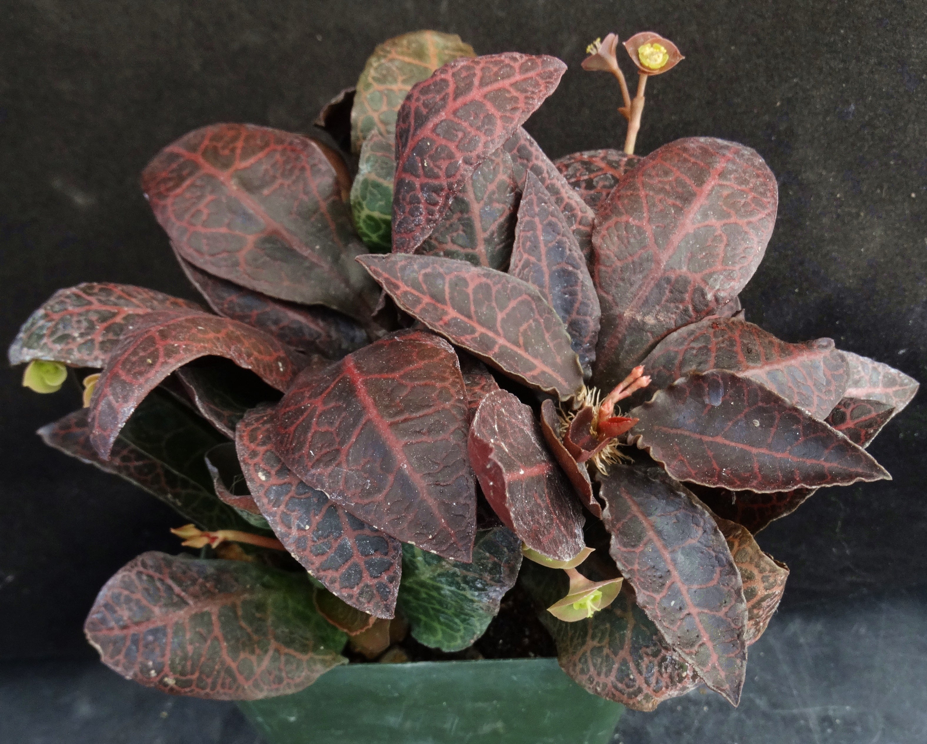 Euphorbia francoisii Thai Hybrid Crassicaule (O) – Kyle's Plants