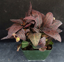 Load image into Gallery viewer, Euphorbia francoisii Thai Hybrid Crassicaule (O)
