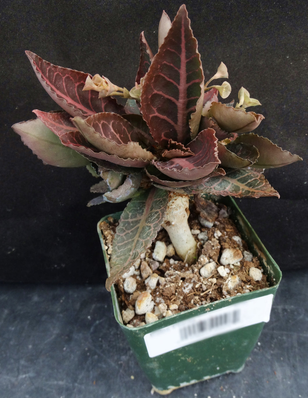 Euphorbia francoisii Thai Hybrid Crassicaule (P)