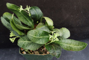 Euphorbia francoisii Thai Hybrid Crassicaule (Q)
