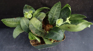 Euphorbia francoisii Thai Hybrid Crassicaule (Q)