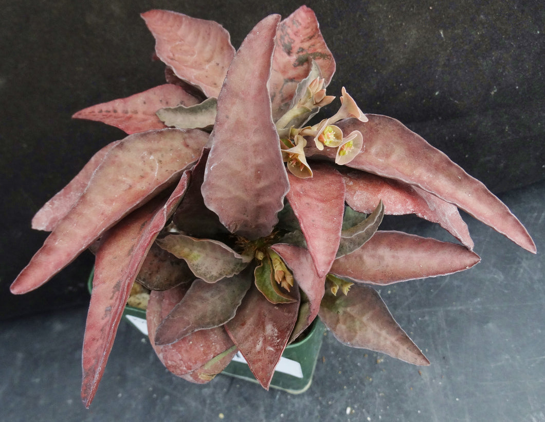 Euphorbia francoisii Thai Hybrid Crassicaule (R)