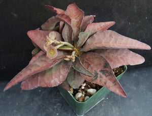 Euphorbia francoisii Thai Hybrid Crassicaule (R)