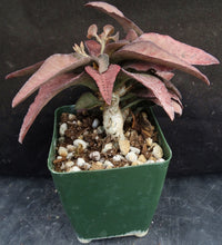 Load image into Gallery viewer, Euphorbia francoisii Thai Hybrid Crassicaule (R)
