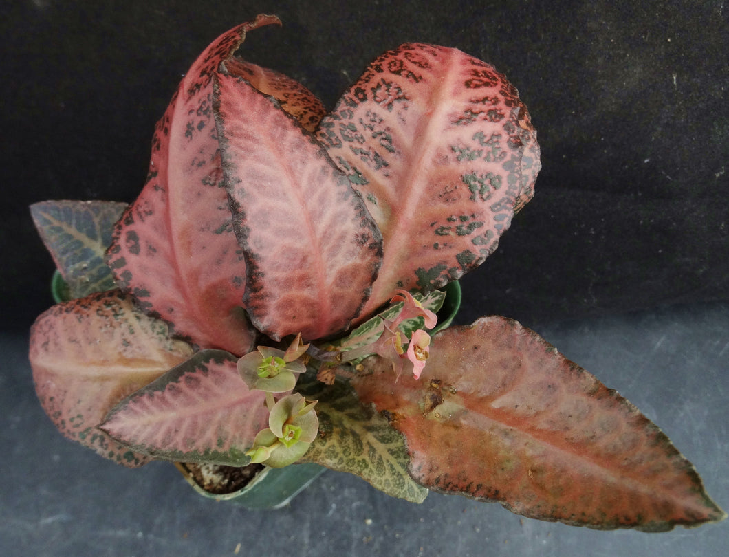 Euphorbia francoisii Thai Hybrid Crassicaule (S)