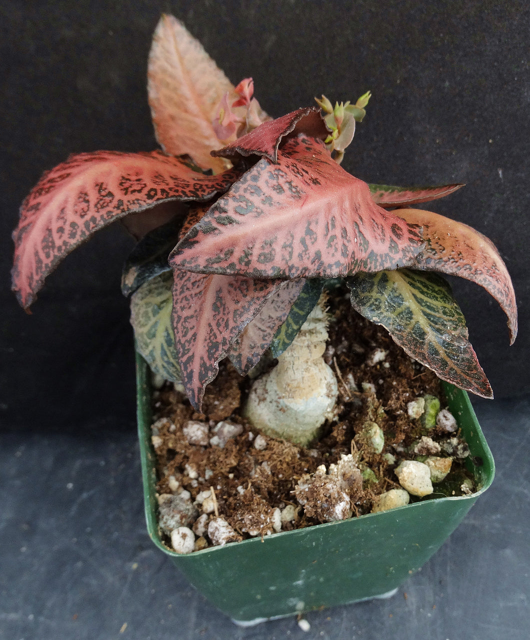 Euphorbia francoisii Thai Hybrid Crassicaule (S) *Big Plant*